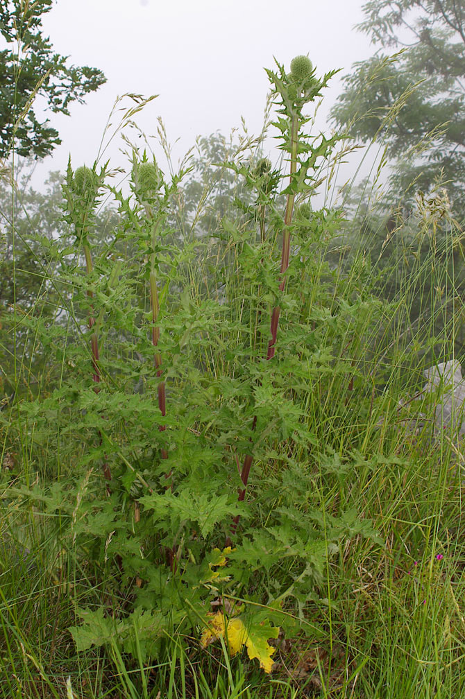 Echinops sphaerocephalus / Cardo-pallottola maggiore